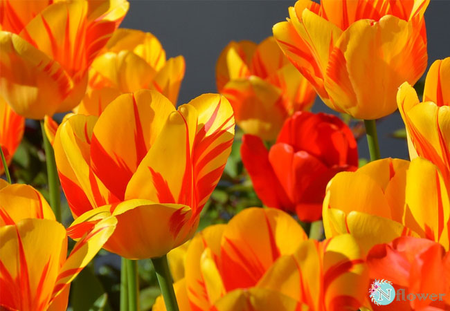 cách trồng và chăm sóc hoa tulip