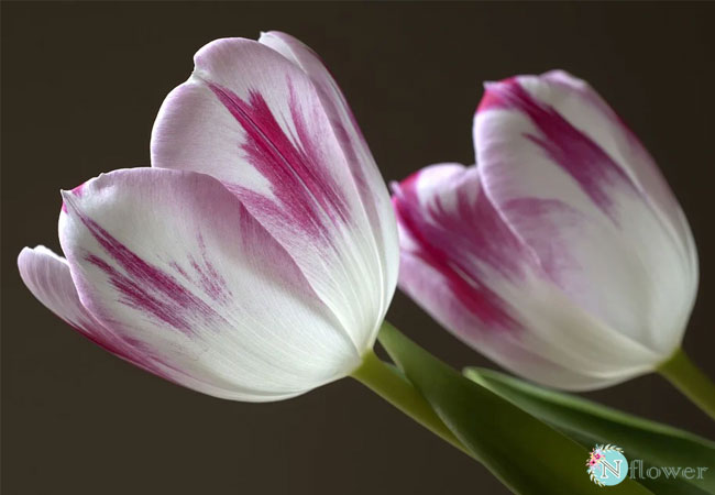 hoa tulip đốm