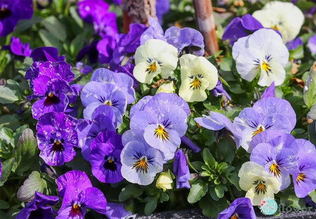 hoa violet là hoa gì