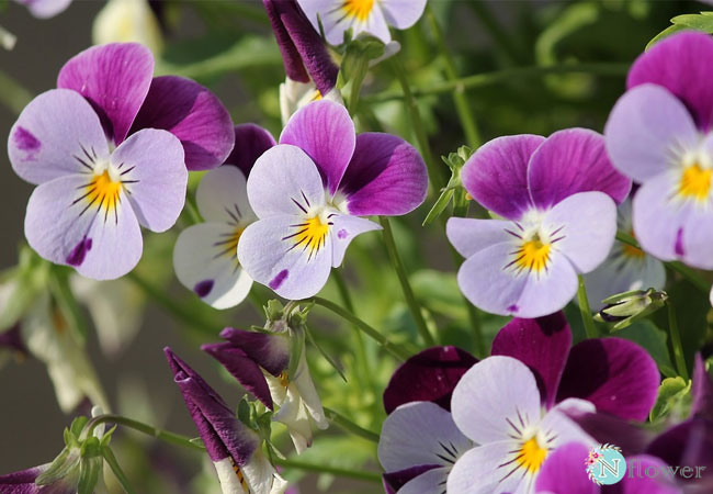 Ý nghĩa của các loài hoa Câu chuyện về hoa violet xanh