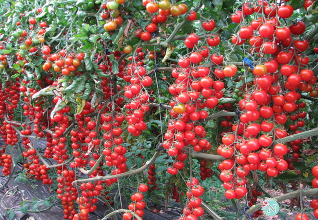 cây cà chua chuỗi ngọc trồng chậu
