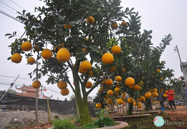 cây cam trồng chậu