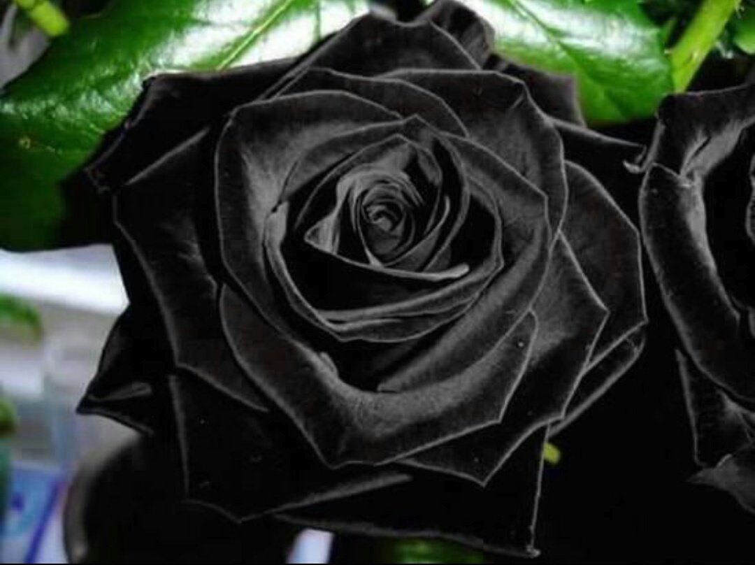 hoa hồng đen cô đơn